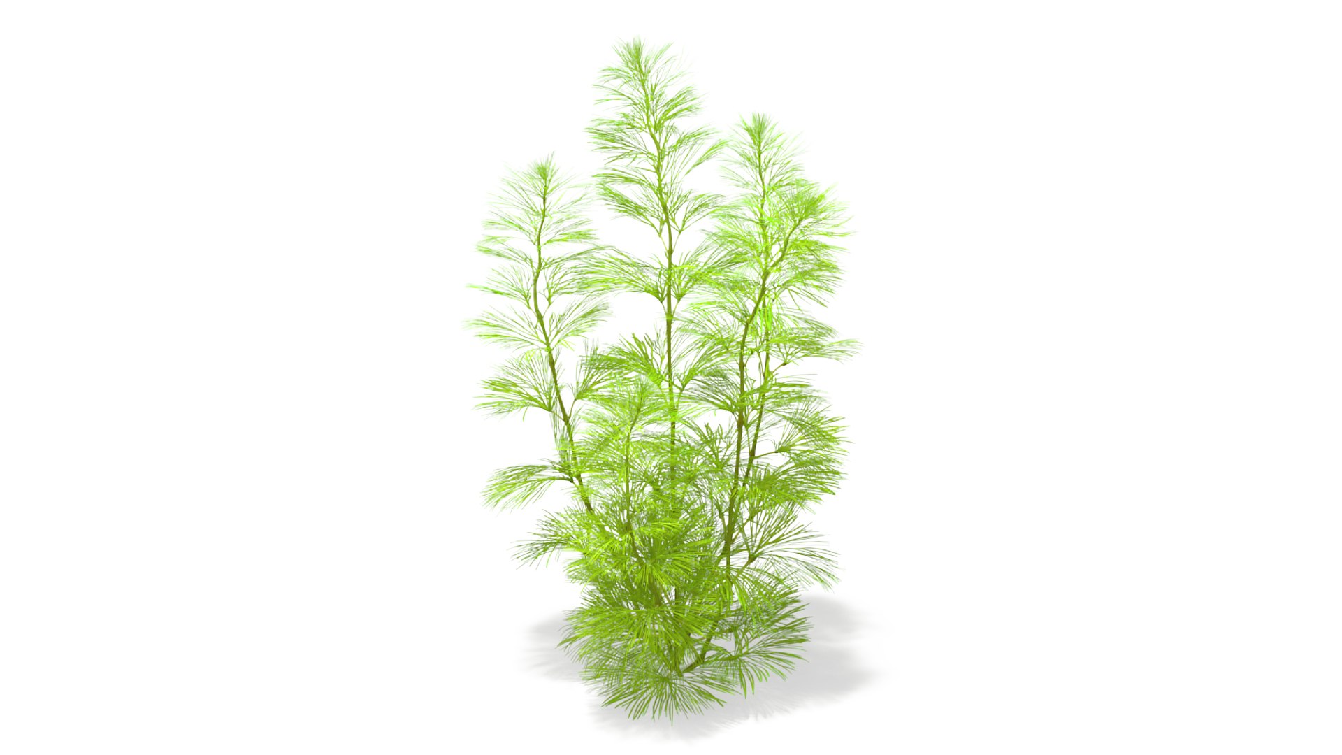 Aquarium Plants Collection 4 3D model preview