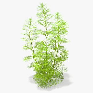 3D Cabomba Caroliniana Aquarium Plant model