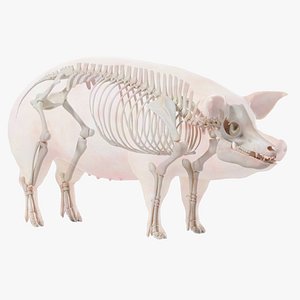 Pig Body and Skeleton Static 3D model
