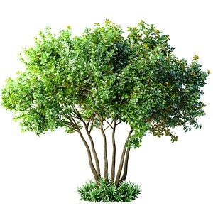 3D Outdoor garden plant tree Shrub