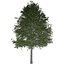 Collezione di scandole di quercia