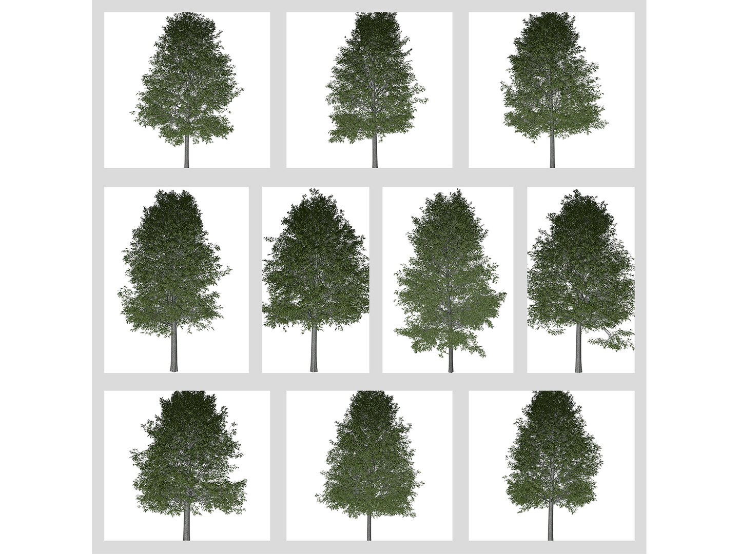3D Shingle Oak Tree Collection https://p.turbosquid.com/ts-thumb/5C/f1Qs7J/L7/shingleoak_col/png/1742497855/1920x1080/fit_q87/1192c9e58823623e008e1134261e59472e46077c/shingleoak_col.jpg