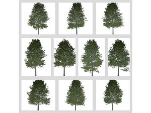 3D Shingle Oak Tree Collection