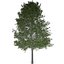 Collezione di scandole di quercia