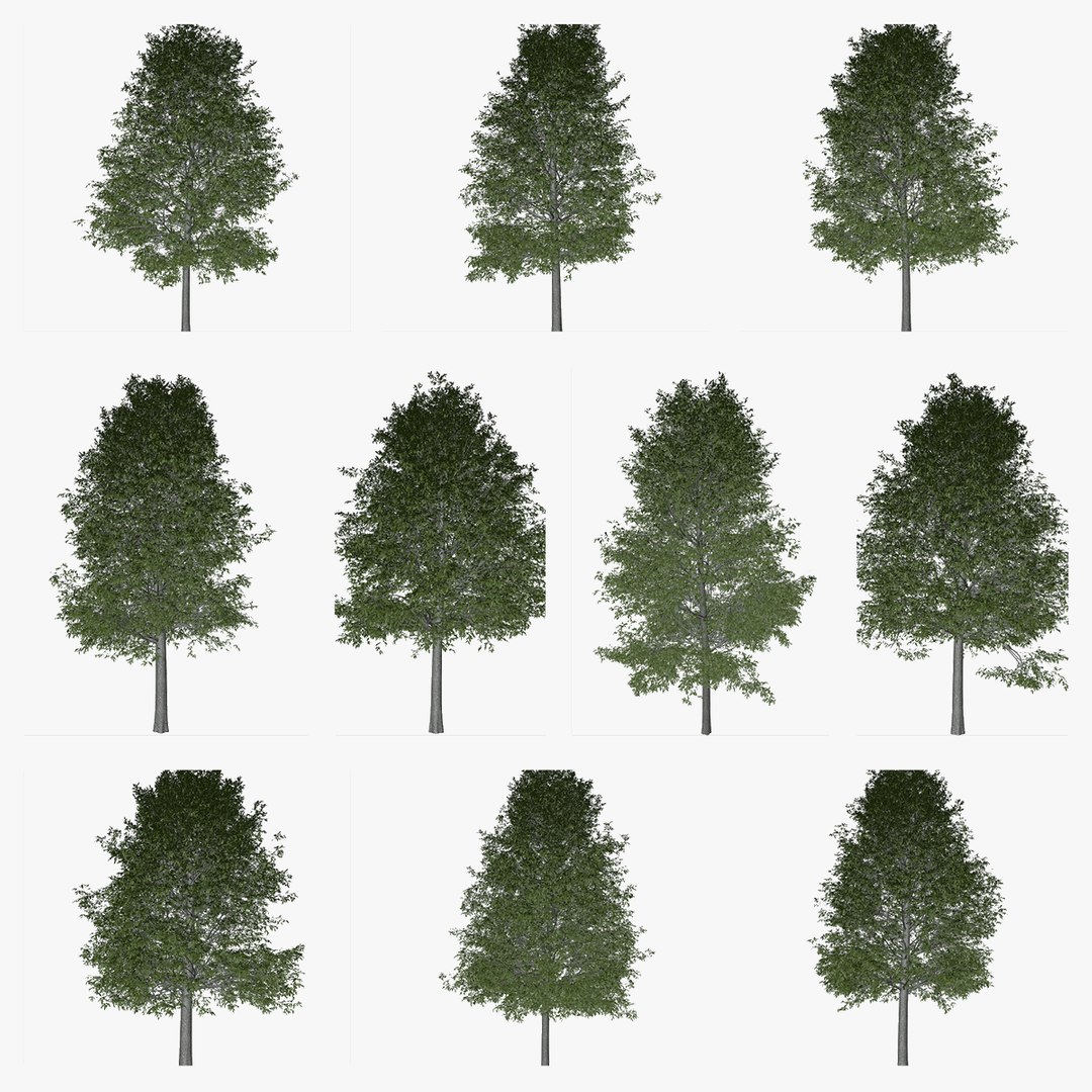 3D Shingle Oak Tree Collection https://p.turbosquid.com/ts-thumb/5C/f1Qs7J/UM/shingleoak_search_img/png/1777028164/1920x1080/fit_q87/412472f82f41f8adc7e327e144907cb5319e0607/shingleoak_search_img.jpg