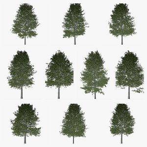 Shingle Oak Tree Collection