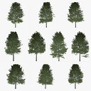 Collezione di scandole di quercia