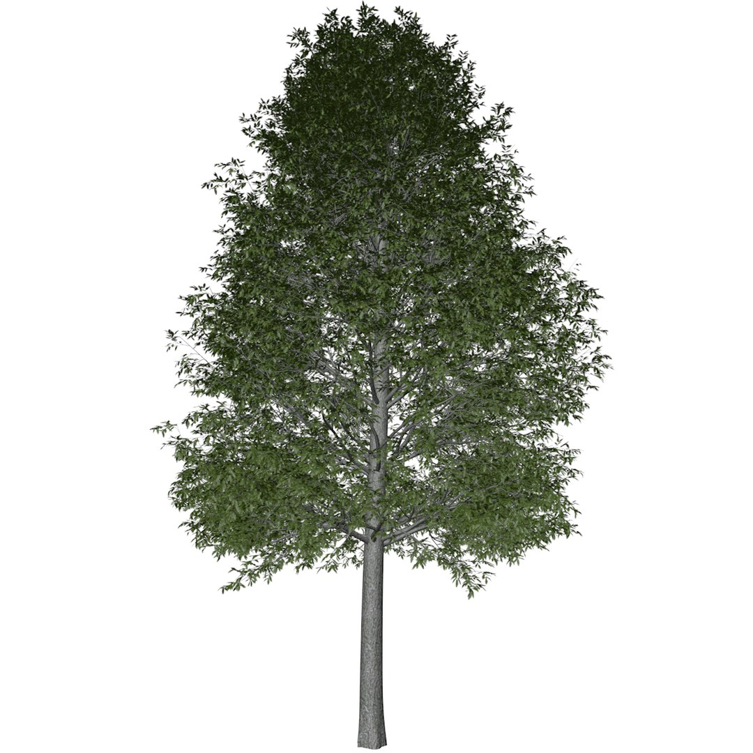 3D Shingle Oak Tree Collection https://p.turbosquid.com/ts-thumb/5C/f1Qs7J/VI/_shingleoak_10_01/png/1742497934/1920x1080/fit_q87/3d7ead132a315e3c218b3fecdb1076130a2ffdc0/_shingleoak_10_01.jpg