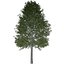 Collezione di scandole di quercia