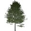 Collezione di scandole di quercia