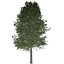 Collezione di scandole di quercia