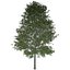 Collezione di scandole di quercia