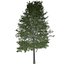 Collezione di scandole di quercia