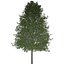 Collezione di scandole di quercia