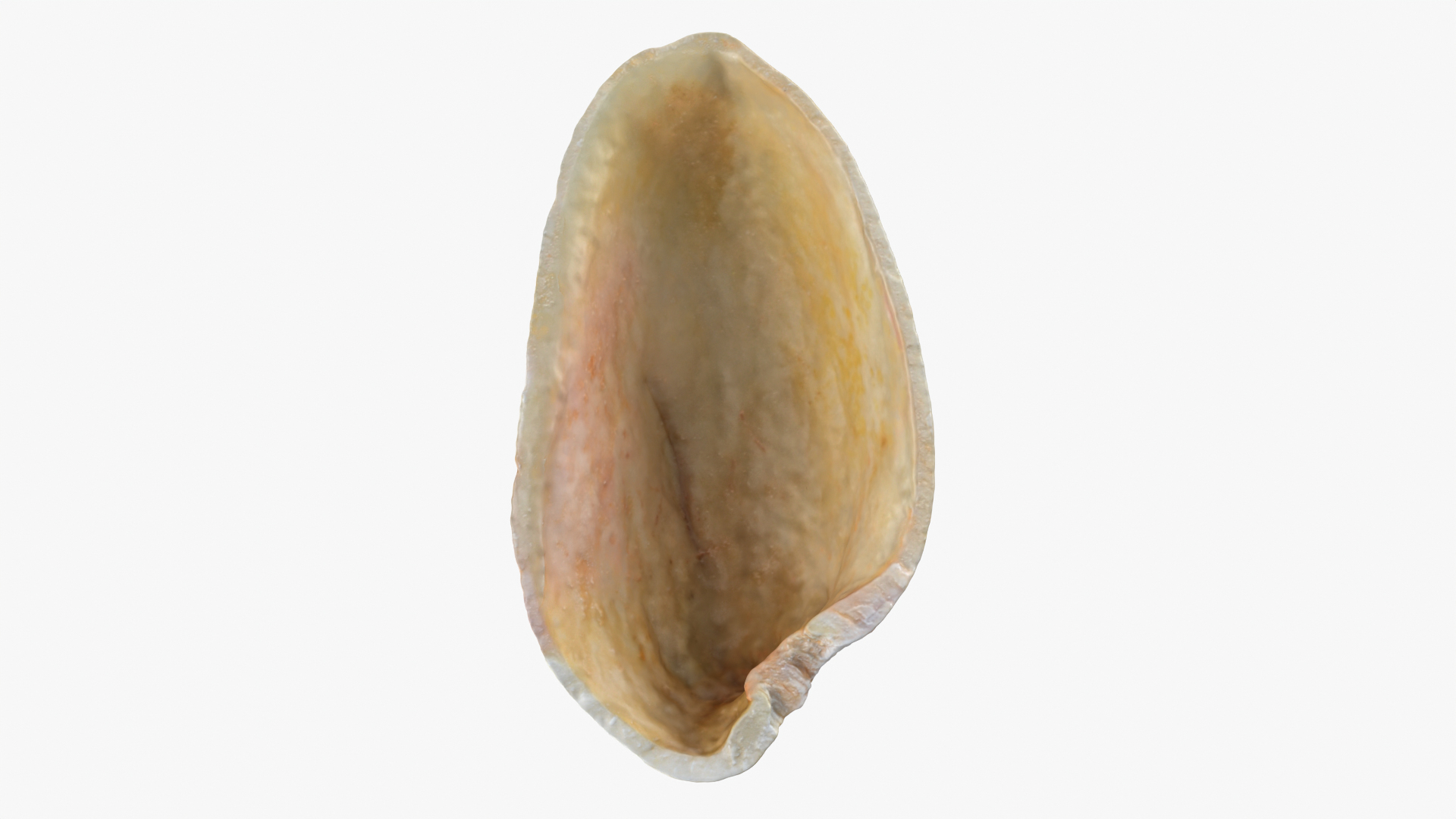 Empty Pistachio Shell 02 model https://p.turbosquid.com/ts-thumb/5C/iaVXBD/tK/pistachioshell2/png/1755085428/1920x1080/turn_fit_q99/986b6c350a6cfb8d0e46edae2dfaf5dbf88b0a9f/pistachioshell2-1.jpg