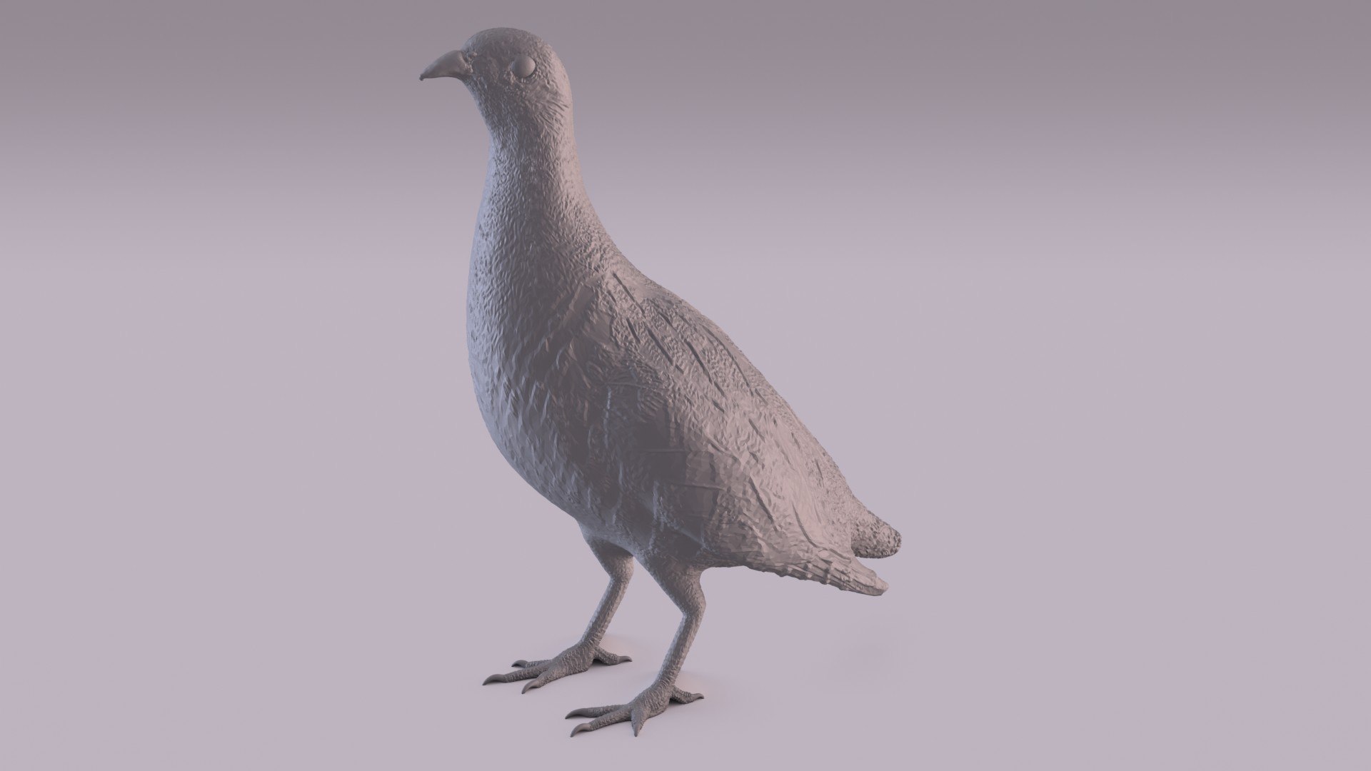 3D Partridge - TurboSquid 1743977