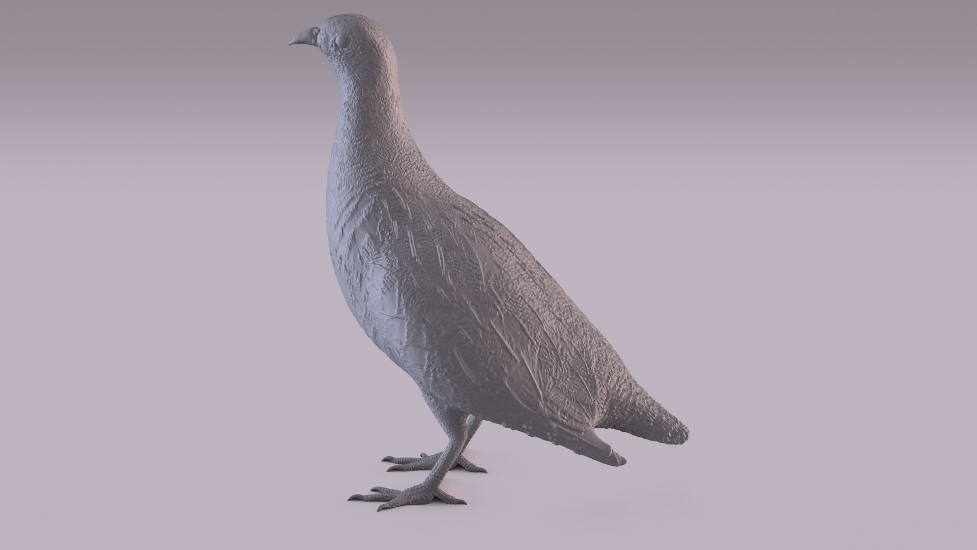 3D Partridge - TurboSquid 1743977