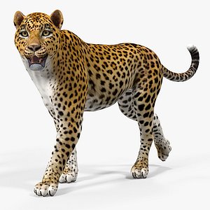 3D leopard rigged animate