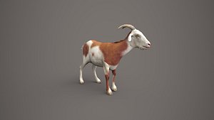 Dairy Brown Goat model