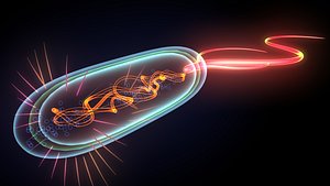 diveded bacteria