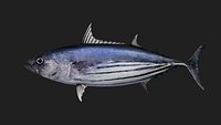 Bonito