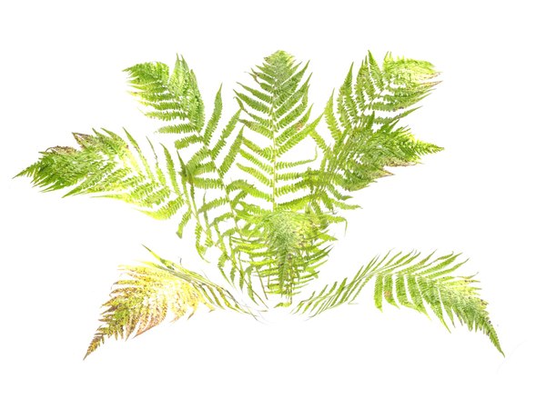 3D fern ecosystems pack 68 model - TurboSquid 1213392