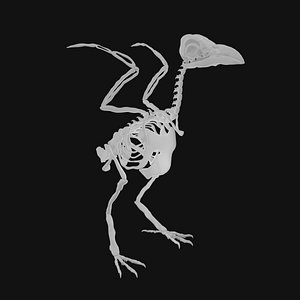 3D Raven Skeleton