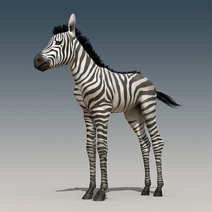 3D model Baby Zebra Foals Rigged
