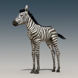 Baby Zebra Foals Rigged