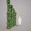 Epipremnum aureum 8