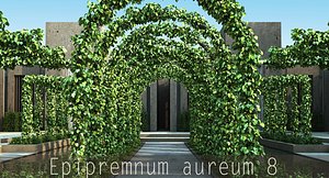 x epipremnum aureum