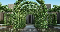 Epipremnum aureum 8