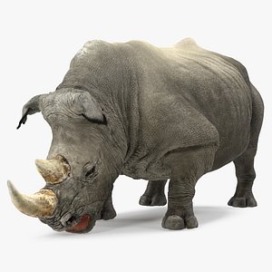 adult rhino drinking pose 3D model