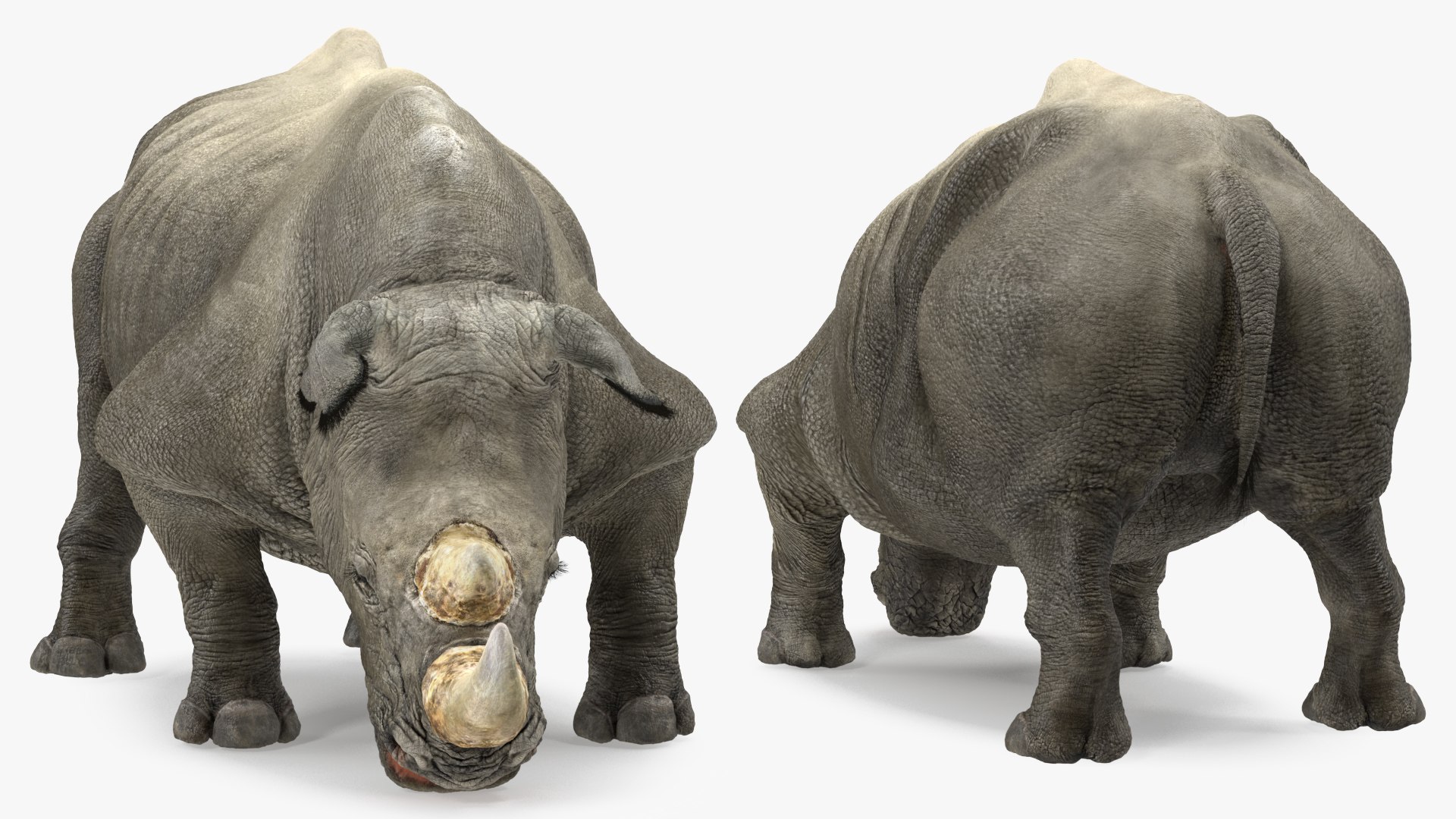 Adult Rhino Drinking Pose Fur 3D model preview
