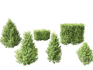 Oleria paniculata - Akiraho 3D model