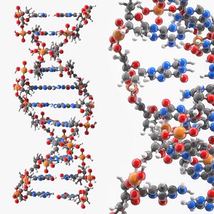 B Form DNA Model model