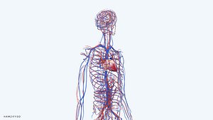 3D model 3D Human Artery and Vein System