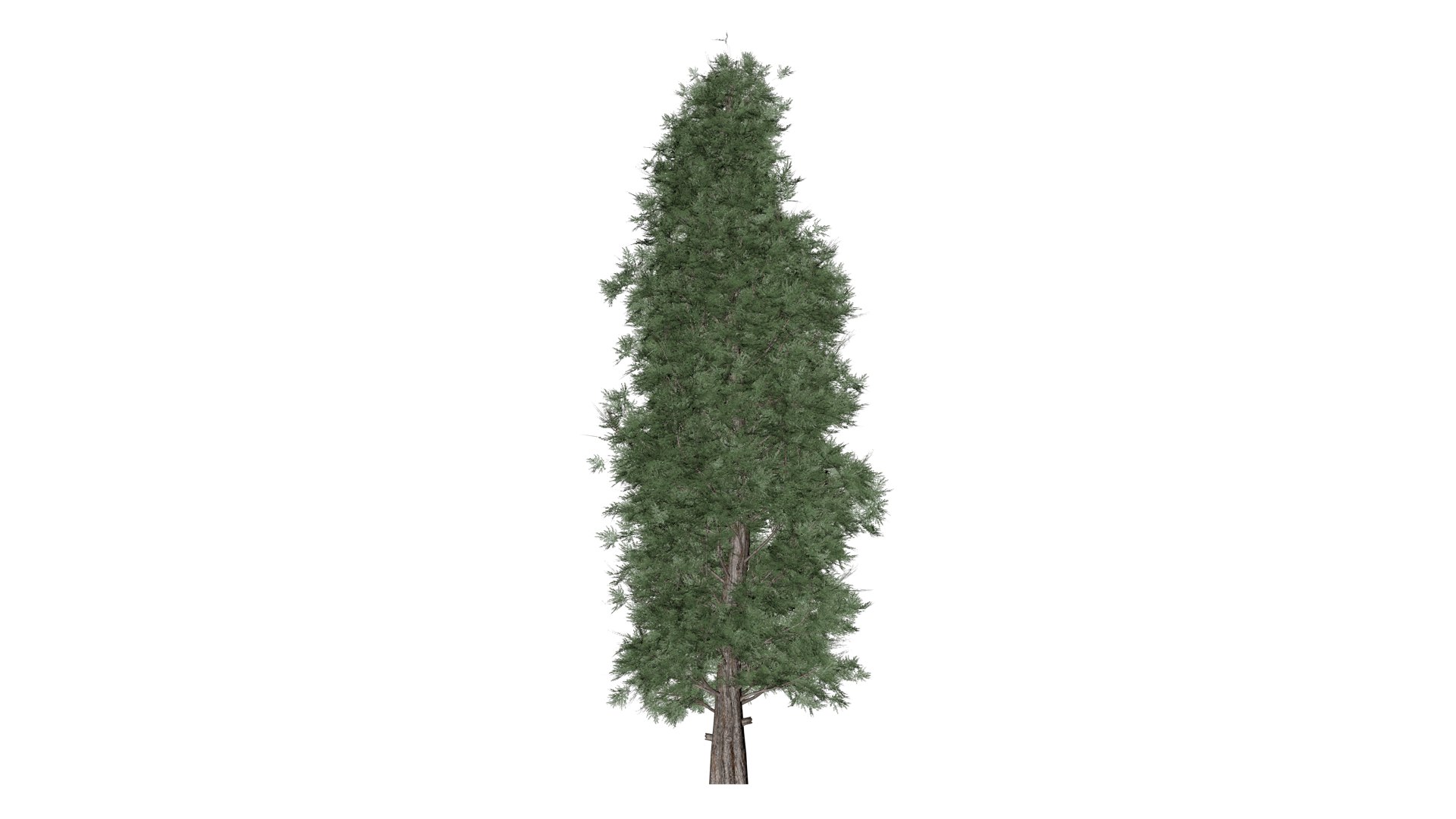 3D Eastern Red Cedar Tree - 07 - - TurboSquid 2373445