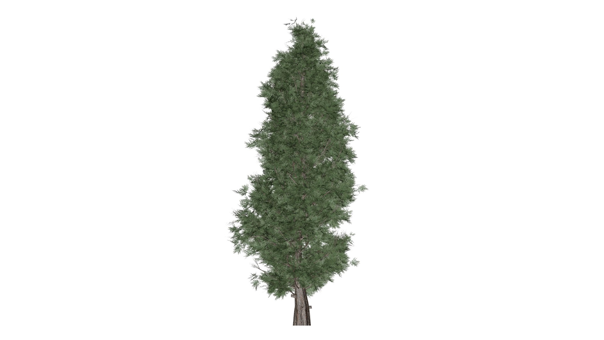 3D Eastern Red Cedar Tree - 07 - - TurboSquid 2373445