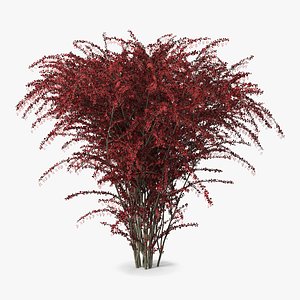 Barberry Bush Red with Fruits 3D model