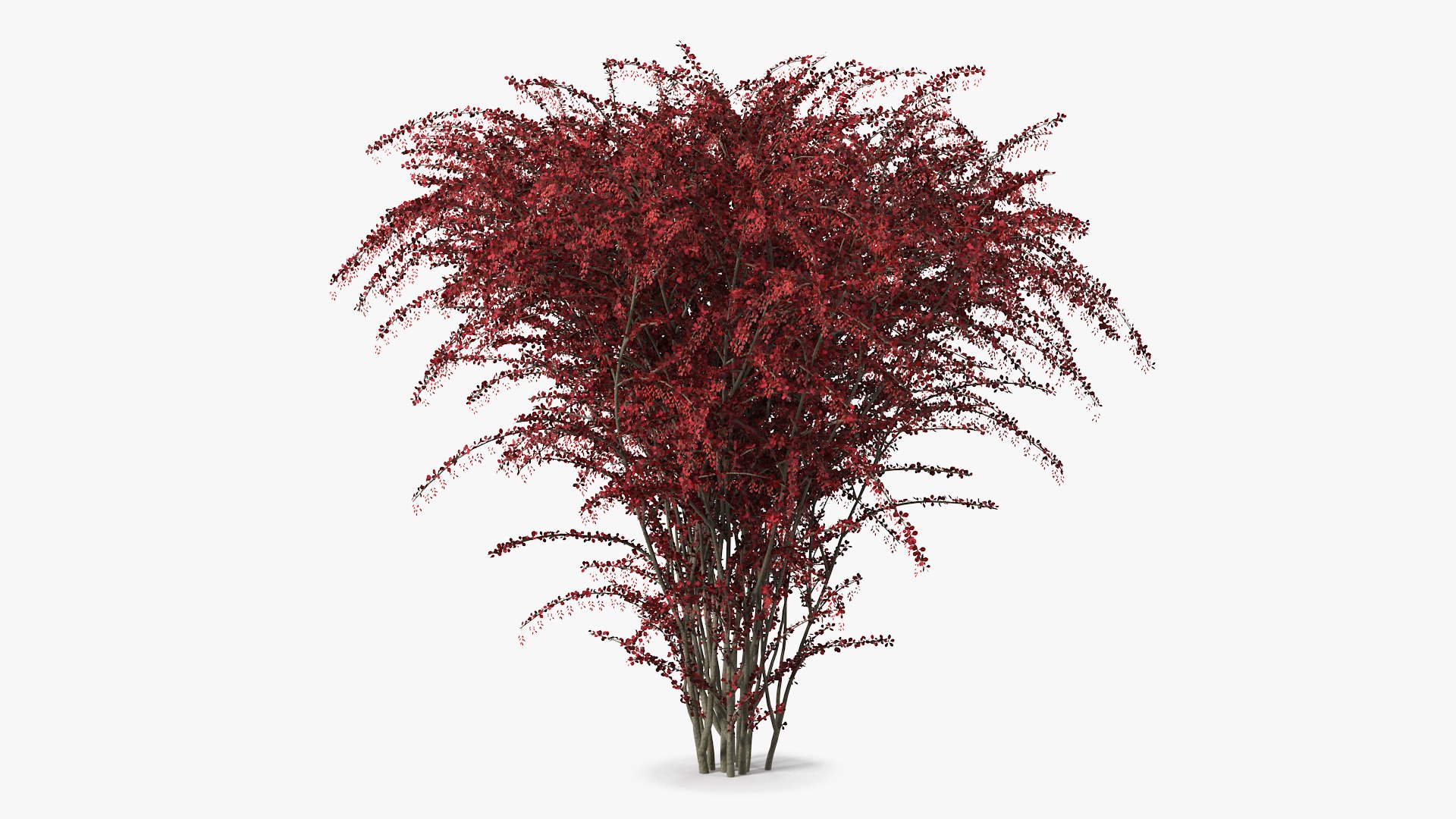 Barberry Bush Red with Fruits 3D model preview