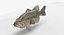 largemouth bass 3D model