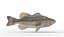 largemouth bass 3D model