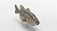 largemouth bass 3D model