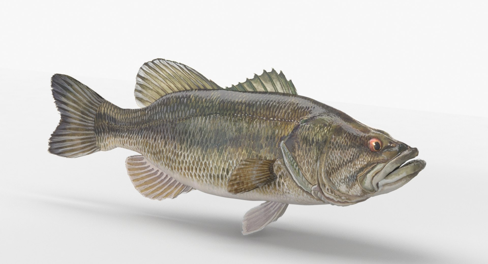 largemouth bass 3D model https://p.turbosquid.com/ts-thumb/5D/lbBp7g/sgupVpC9/largemouthbass_01/jpg/1545443920/1920x1080/fit_q87/a72e9d22f0270dff95bceb039ca4df77bfd9e6c4/largemouthbass_01.jpg