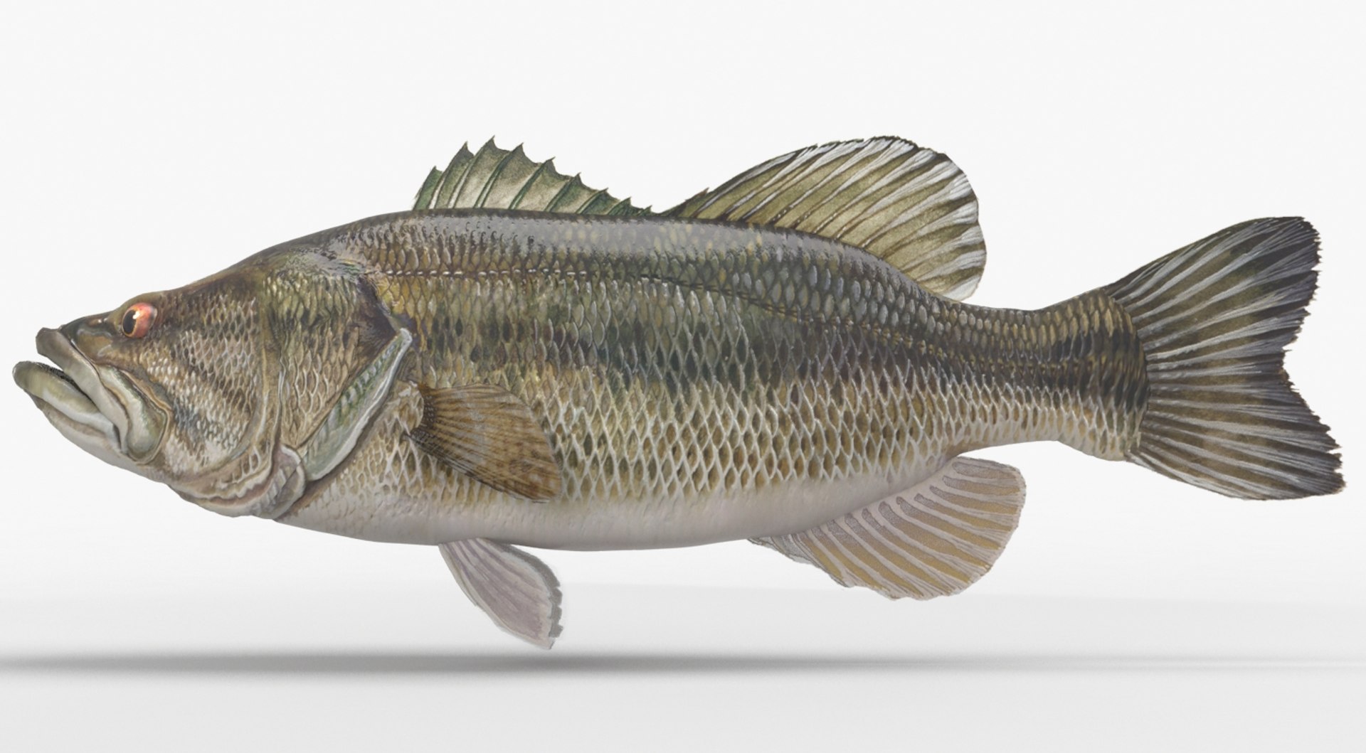 Largemouth Bass 3D Model - TurboSquid 1359754