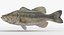 largemouth bass 3D model