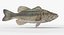 largemouth bass 3D model