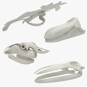 Animal Skulls