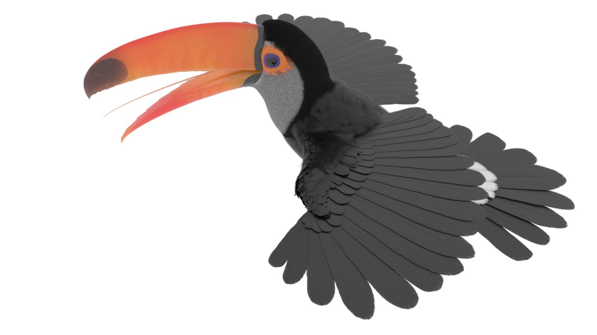 Toco Toucan Bird Wings Open Fur for Cinema 4D 3D model https://p.turbosquid.com/ts-thumb/5D/p6ujyn/7Y/toco_toucan_bird_wings_open_fur_for_cinema_4d_1002/jpg/1757997917/1920x1080/fit_q87/7e9bffb82dd09c05082005f7f9c4d6aee061abe4/toco_toucan_bird_wings_open_fur_for_cinema_4d_1002.jpg